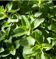 July 2009 - Greek Oregano