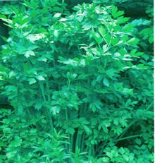 Lovage