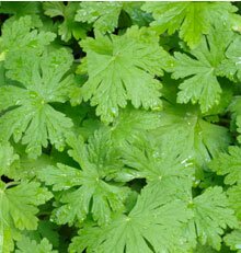 June 2009 - Scented Leaf Geranium