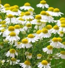 Chamomile