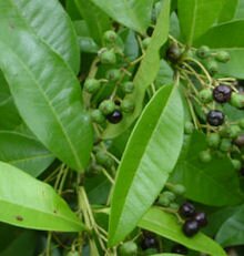 Allspice