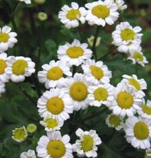 Feverfew