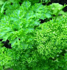 Parsley