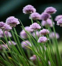 Chives