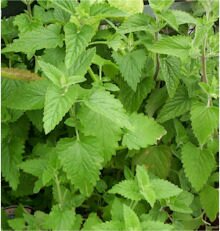 Catnip