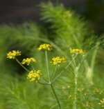 Dill