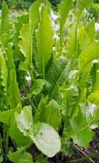 Horseradish