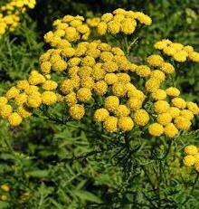 Tansy